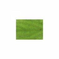 Mindfulness Healing Bgm Project - Growth & Delicateness
