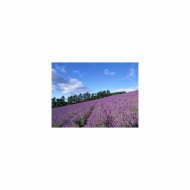 Mindfulness Healing BGM Project - Lupine and BGM