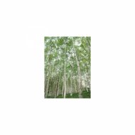 Mindfulness Healing BGM Project - Conference and BGM