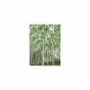 Mindfulness Healing BGM Project - Light and Safety (Sleep Mix)