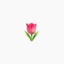 apejr - Tulip
