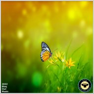 Blaq Owl & Sir Young SA - Always